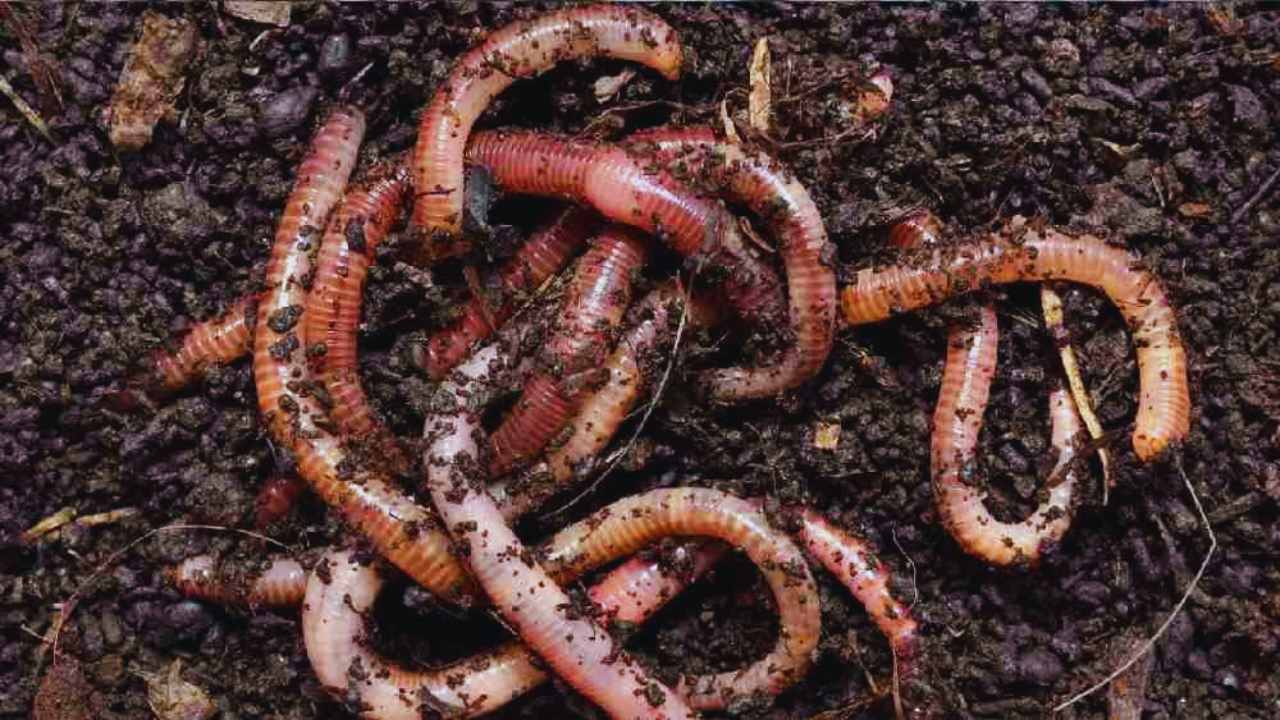 Get Rid Of Earthworm