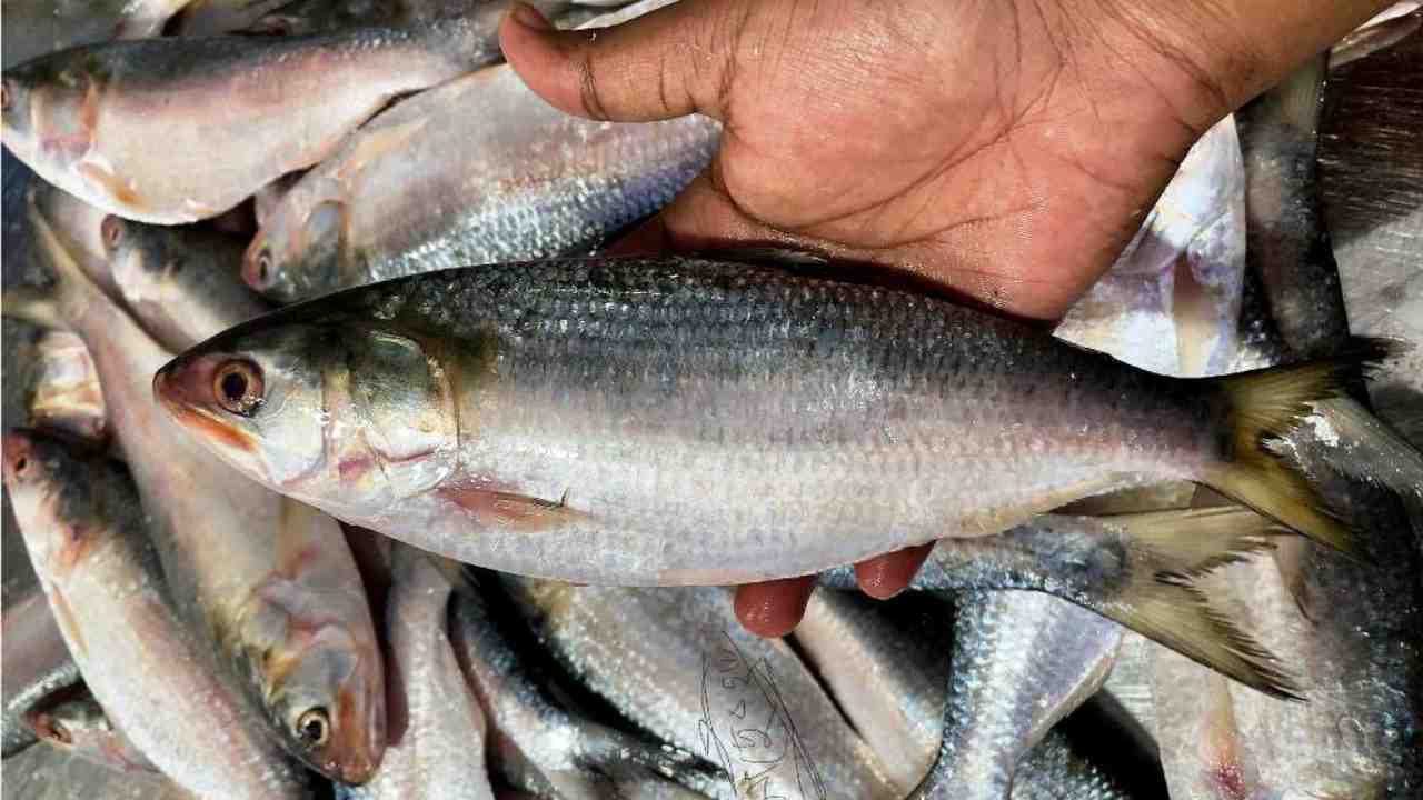 Ilish