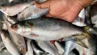 Ilish