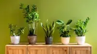 Indoor Plants