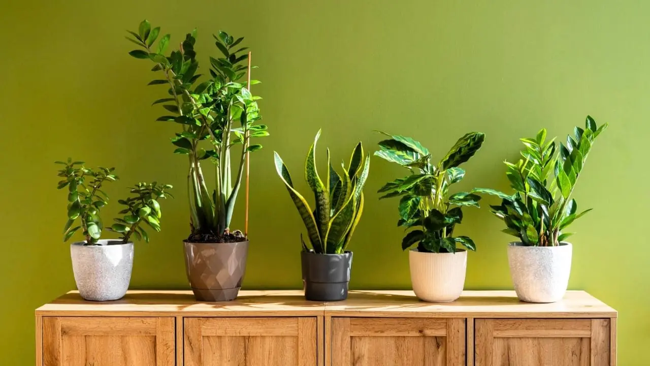 Indoor Plants