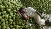 Japan on Indian Mango