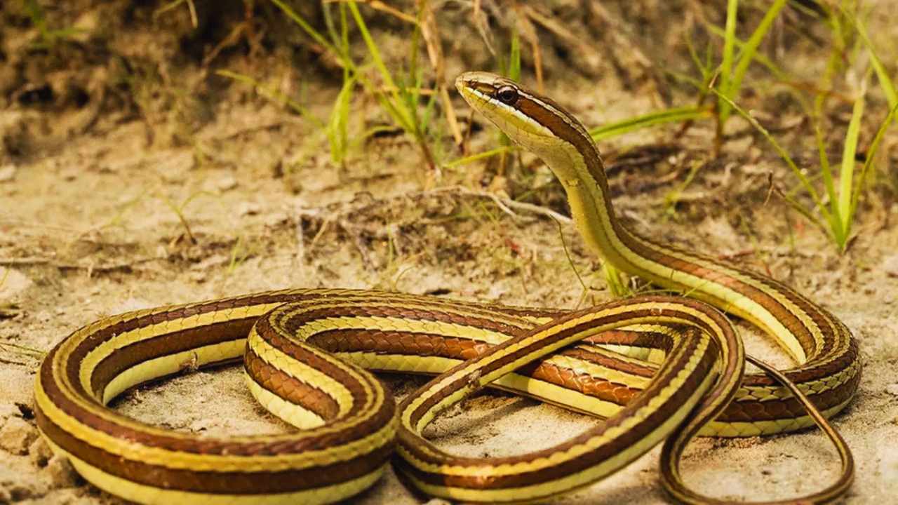 Plants Attracts Snakes