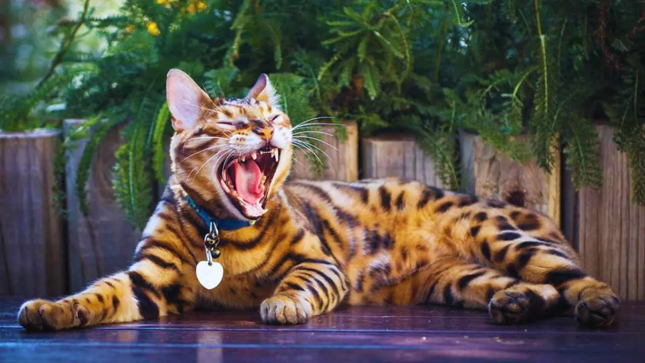 Prevention Tips After Cat Bites
