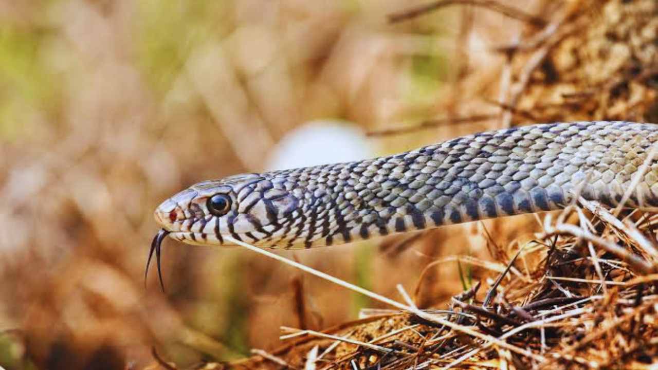 Snake Repellent Plants