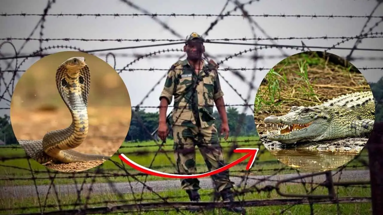 Will BSF deploy snake and crocodile