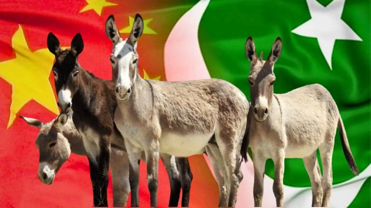 Pakistan-China problem