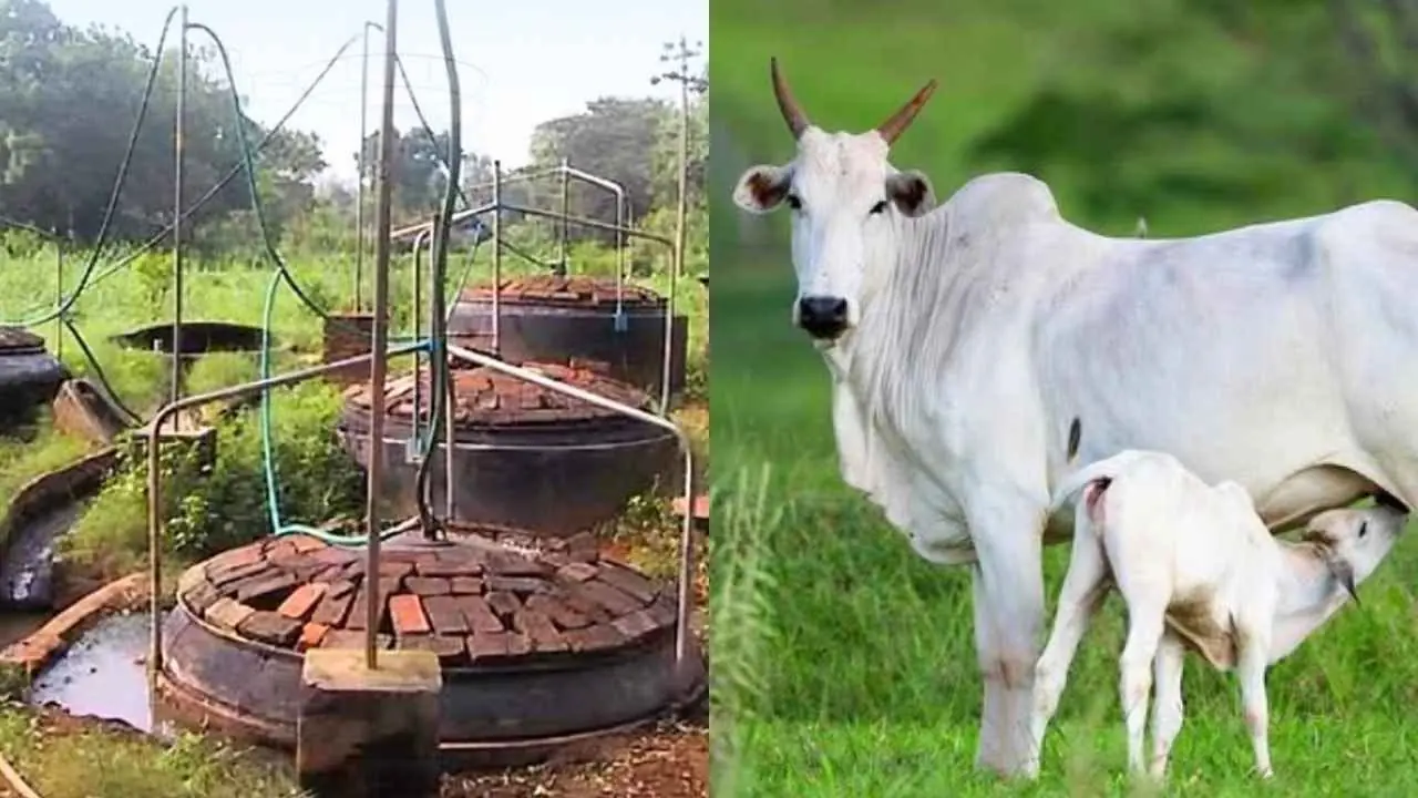 Biogas may reduce dependance on LPG in India