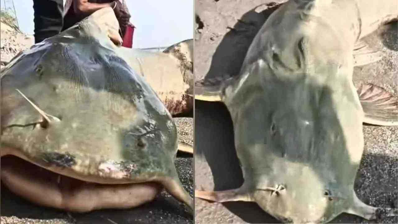Bagha Aar Fish