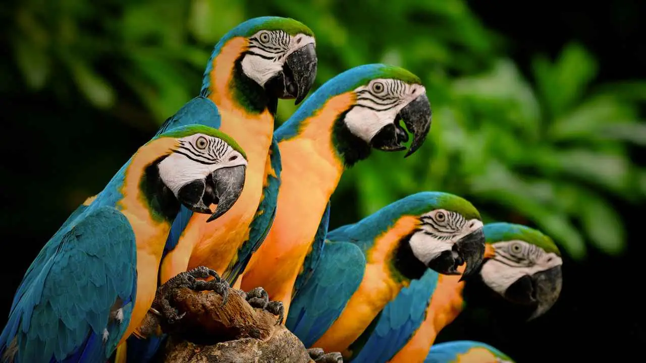 Birds Masturbation