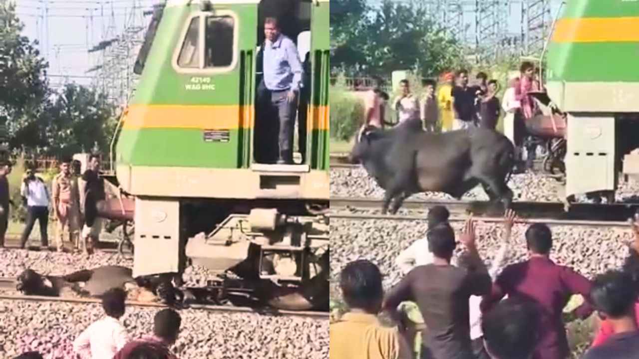 Bull on Railway Track