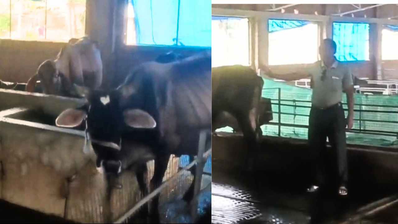 Dairy Farming