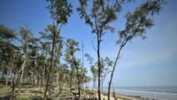Digha Jhau Forest