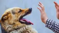 Dog Bites