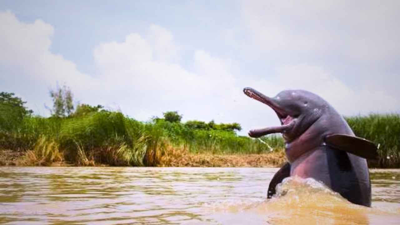 Dolphin Park in West Bengal
