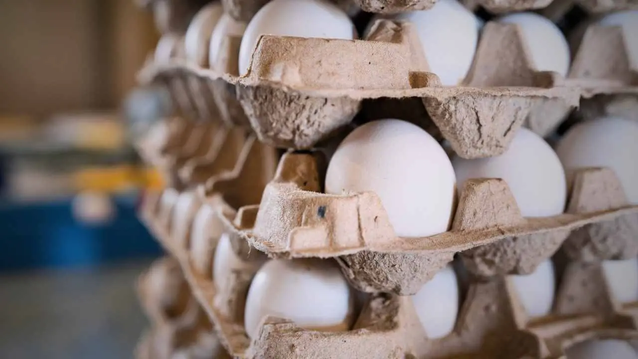 Eggs Price Increased in WB