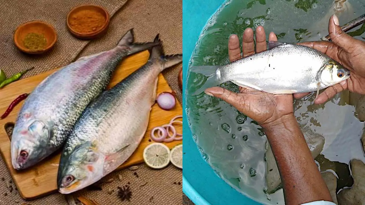 Hilsa Alternative Pengba