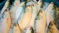 Hilsa Fish
