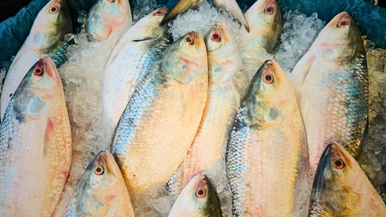 Hilsa Fish