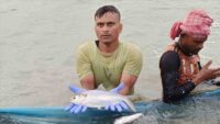 Hilsa Fish