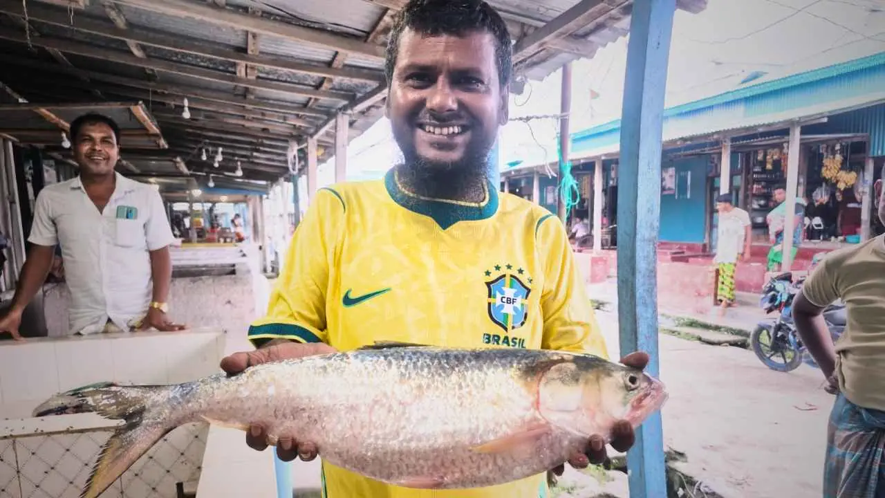 Hilsa Raja Ilish