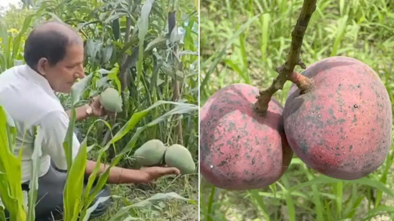 Hybrid Mango