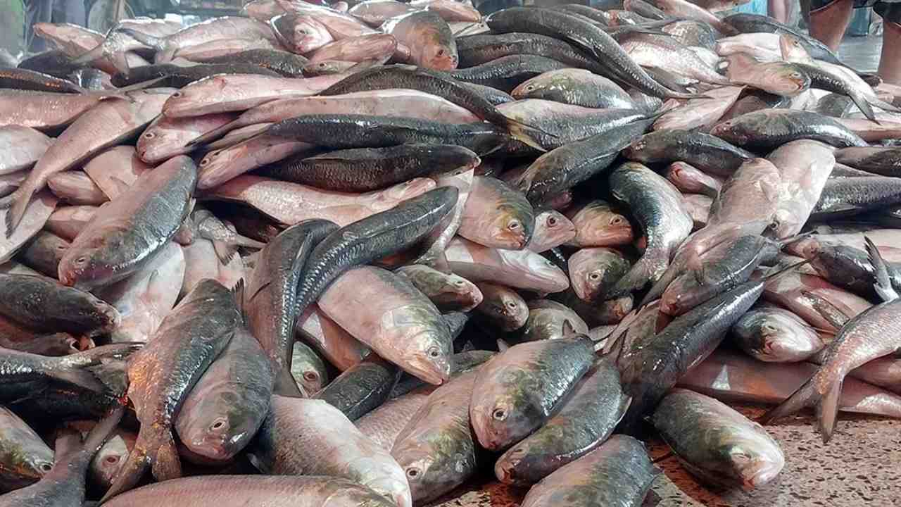 Ilish