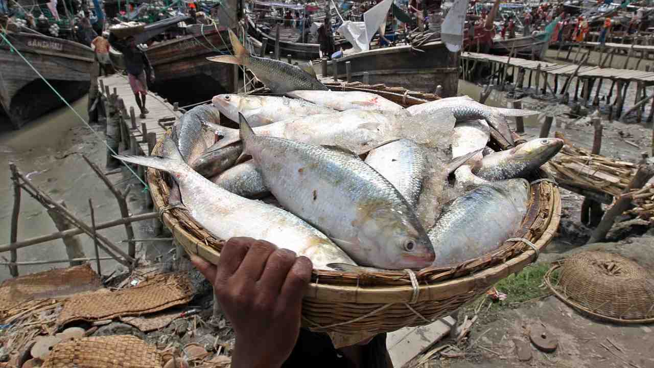 Ilish