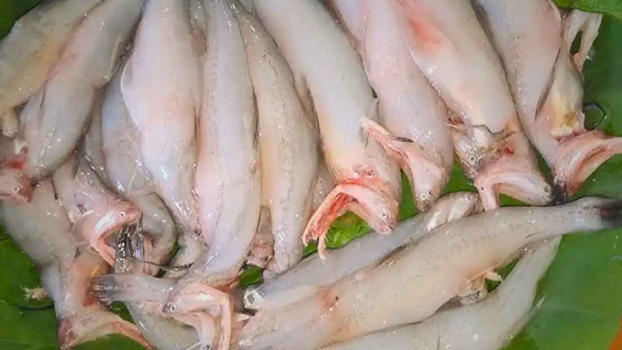 Loitta Fish Health Benefits