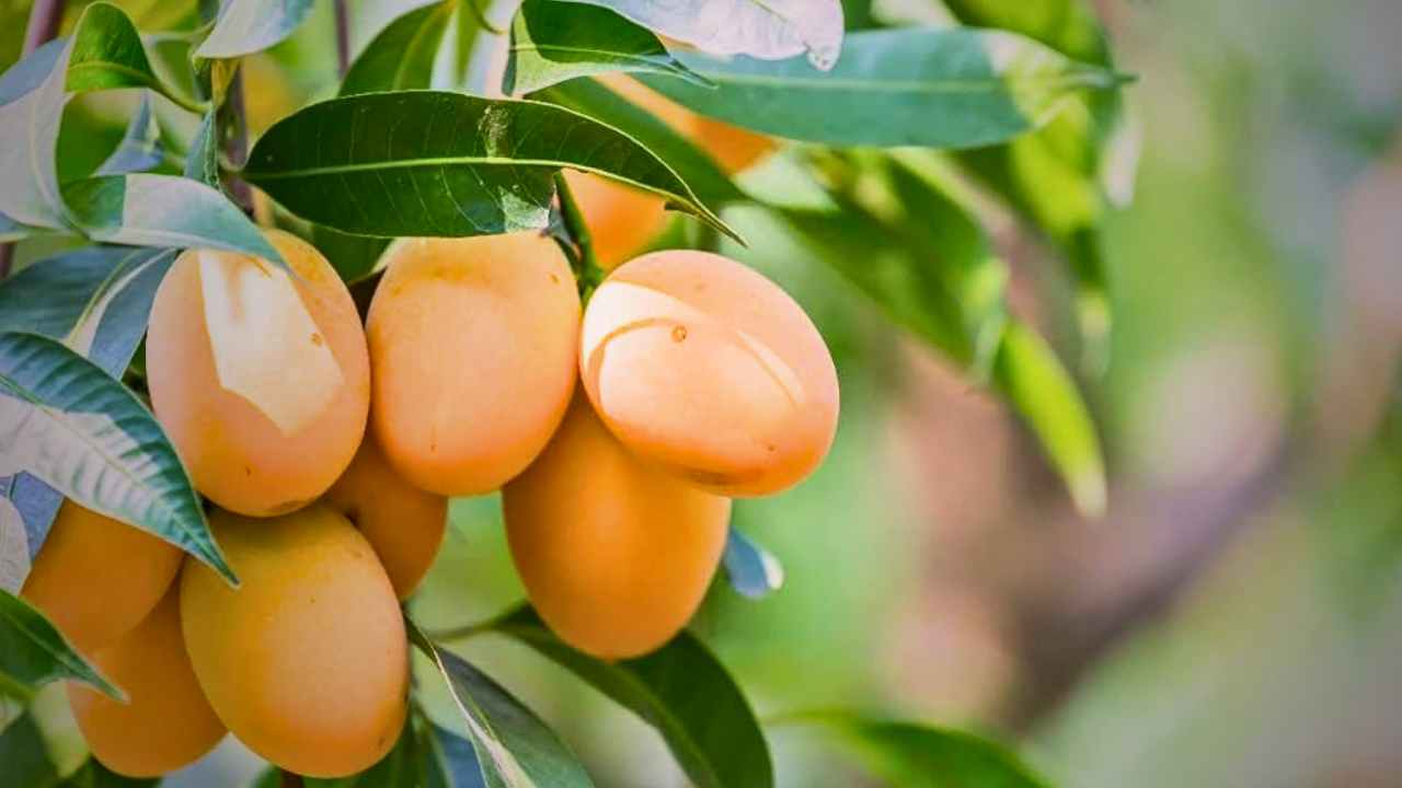 Malda Mangoes