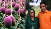 Miyazaki mango farmer Sandeep Chaudhary