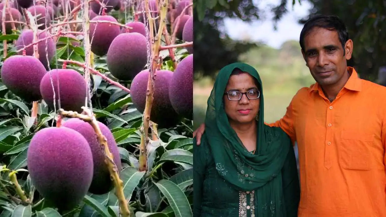 Miyazaki mango farmer Sandeep Chaudhary