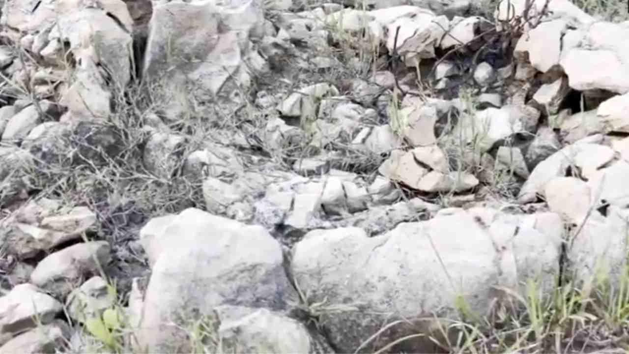 Odisha 15 Million year old fossils
