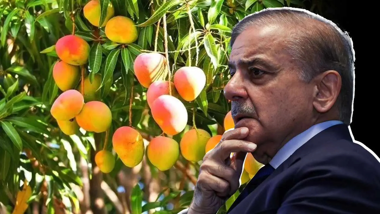 Pakistan Mango Export