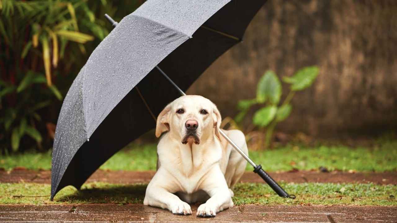 Pets In Monsoon