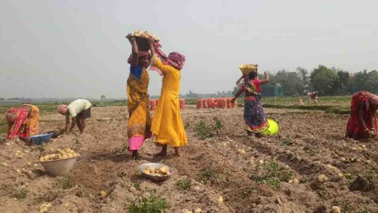 Potato Farmers