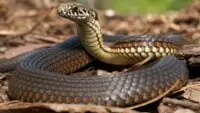 Repelling Snake Using Household Items