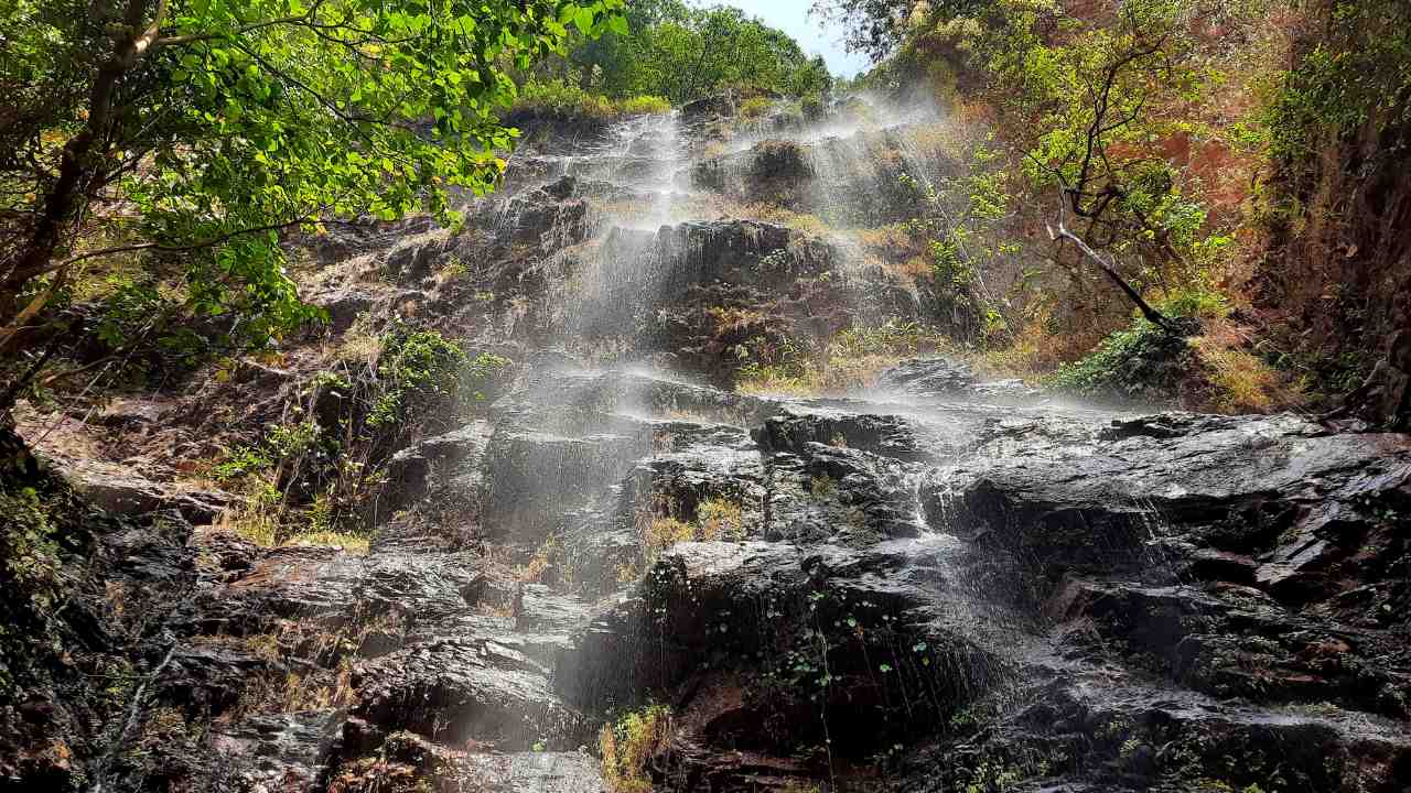 Saranda forest