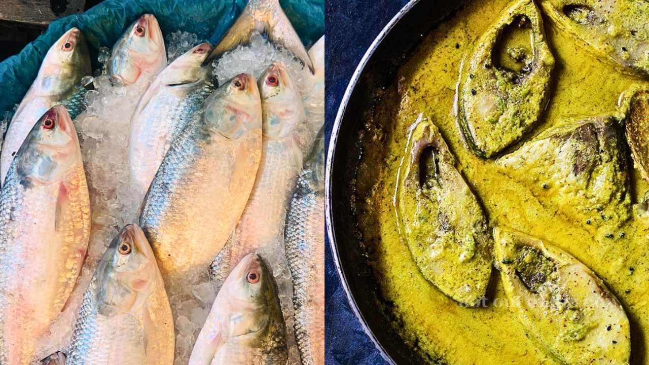 Season's first fresh Hilsa