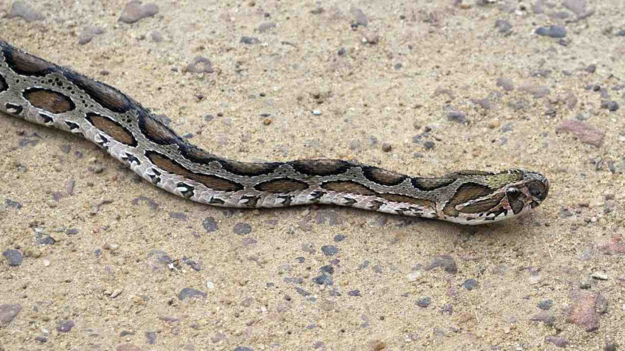 Snake