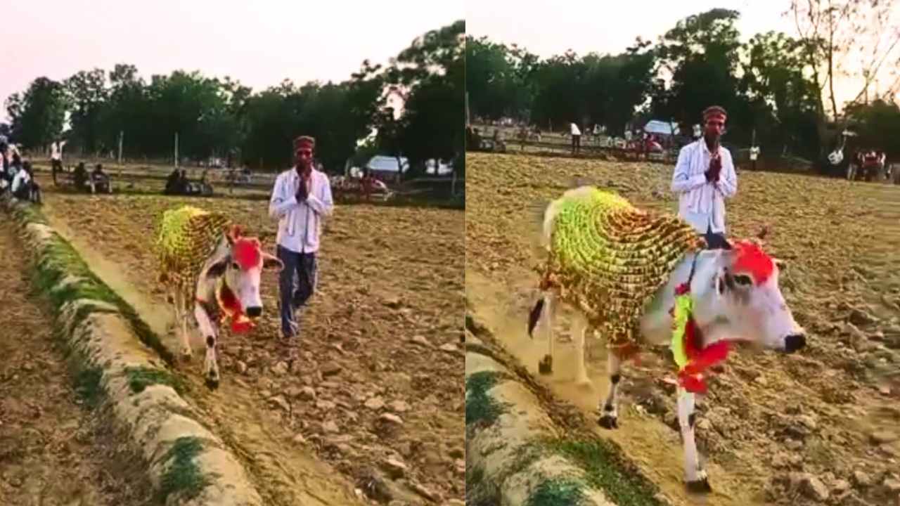 Viral Cow of UP