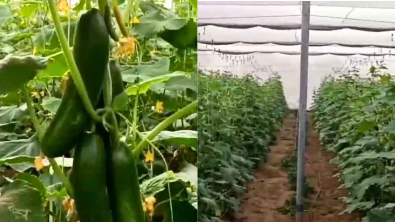Agriculture Success Story