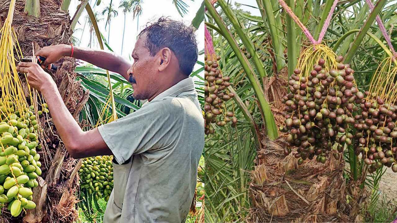 Ajwa Dates in Tamluk