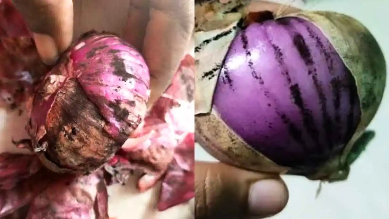Black Spot On Onions