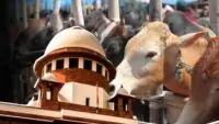 Cow Slaughter