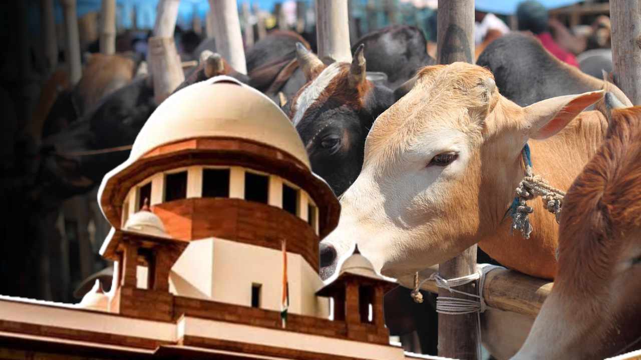 Cow Slaughter