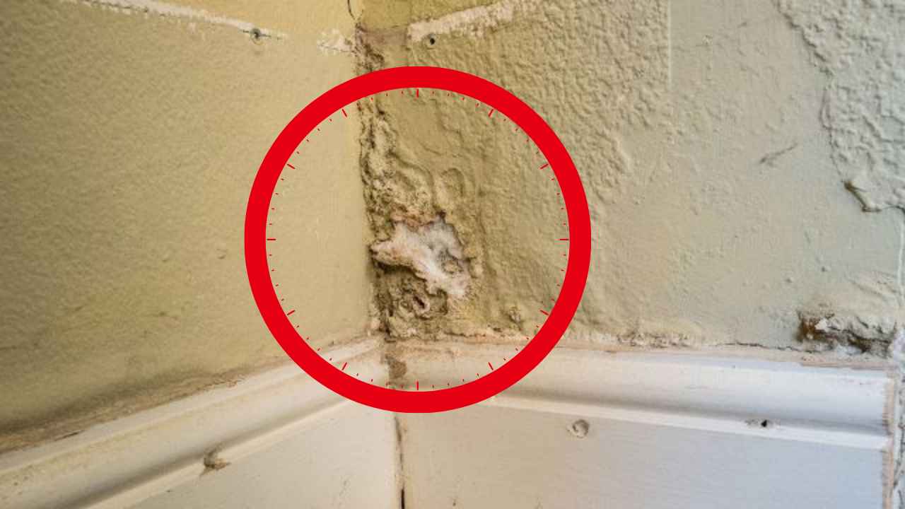 Damp Walls