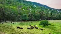 Debrigarh Wildlife Sanctuary
