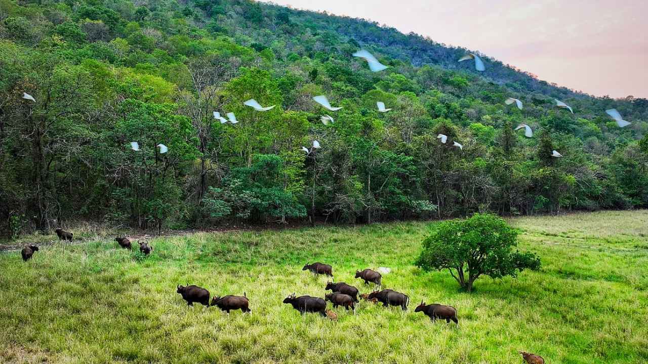 Debrigarh Wildlife Sanctuary
