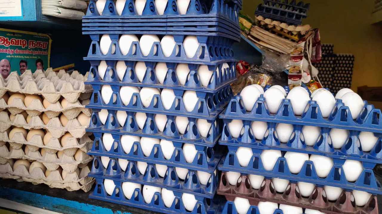 Egg Price
